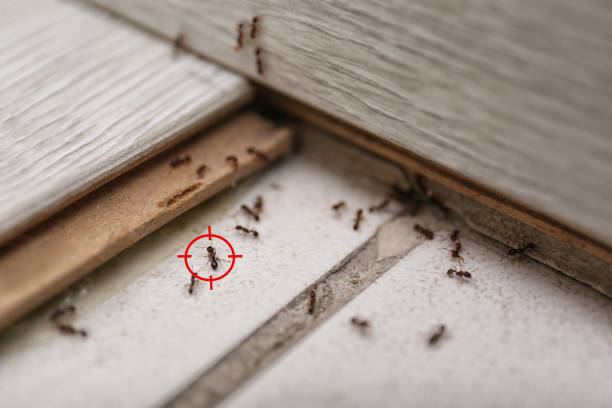 Best Exterminator Services  in Willow Park, TX