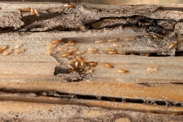 Pest Control Cost in Willow Park, TX
