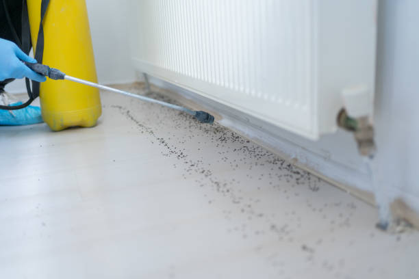 Best Wasp Removal Services  in Willow Park, TX